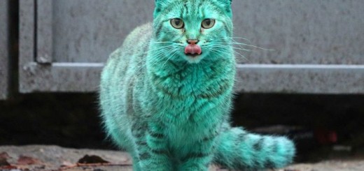 Žalias katinas Varnos miestelyje